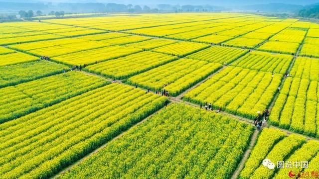 江西小众油菜花观赏地推荐 避开人海独享花海