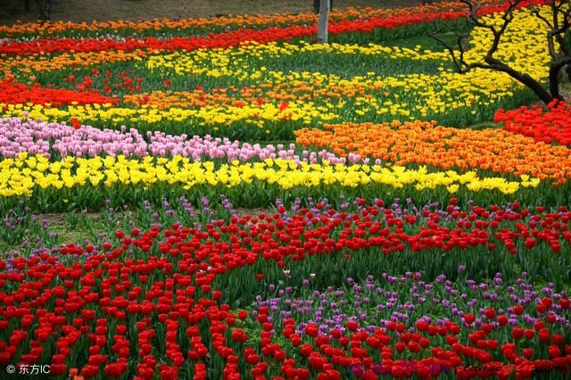 一份完美的田园综合体项目策划里有什么,七门