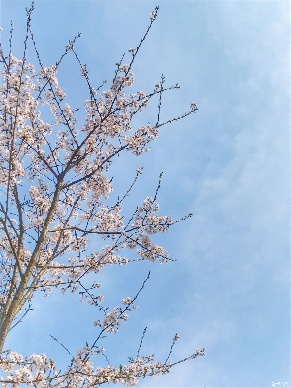 【春之彩】又是一年樱花烂漫时