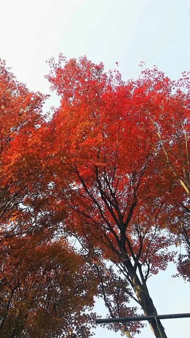 有钱任性！土豪们最爱选的庭院树，你选对了吗？