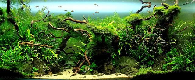 10种鱼缸造景风格分析-水草缸