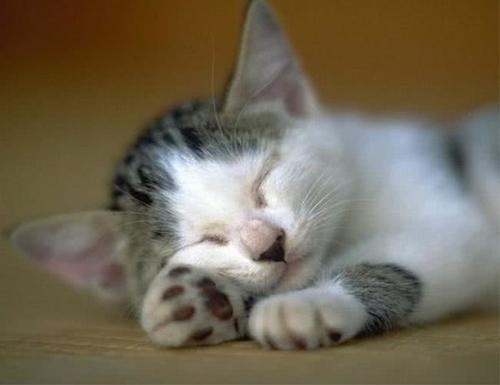 猫咪不同睡姿有不同含义,对号入个座吧!