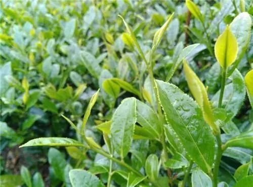 旅游攻略：连山皇后山，你去过吗？