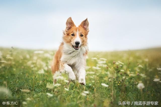 大金狗夏天能遇贵人相助,前途一片大好!