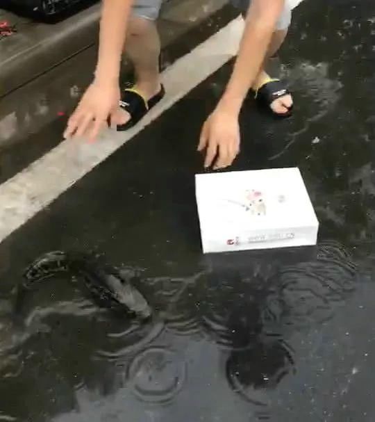 街道上捡鱼!绵阳涨水,鱼群游进街道,市民:买菜