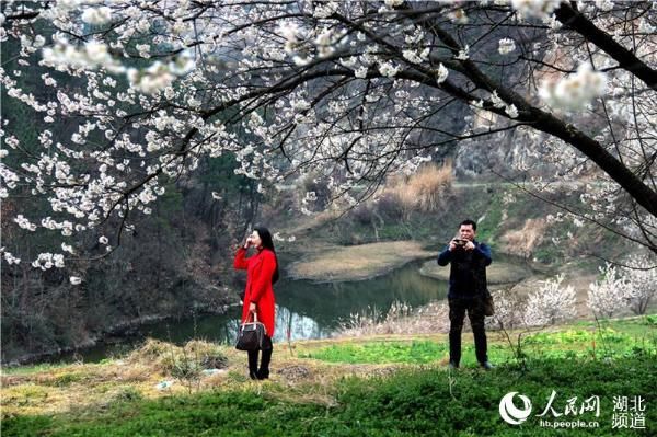 湖北十堰:樱桃花开早 风景美如画