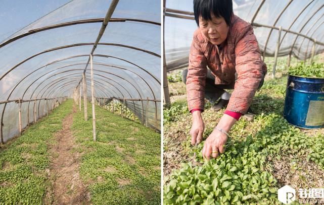 野菜住进大棚卖得比肉还要贵 现在吃正好