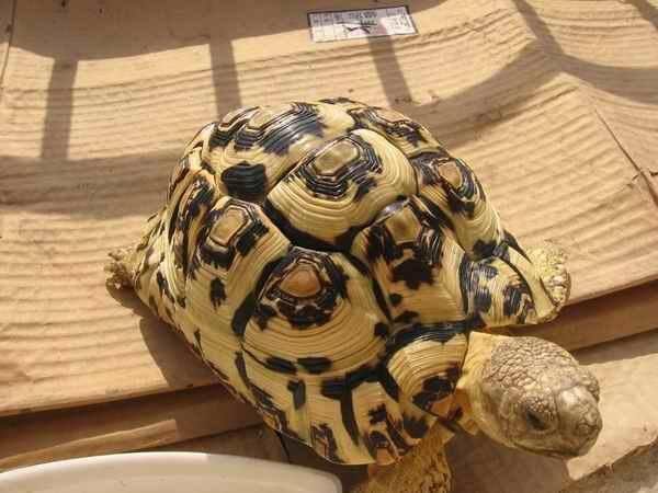 预示家中有人要交好运的四种吉利征兆。