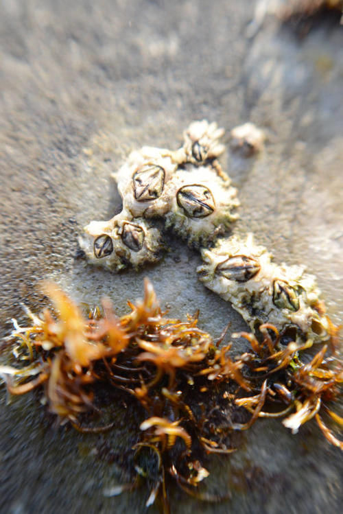 鲸鱼会痒吗?痒的话自己怎么挠?