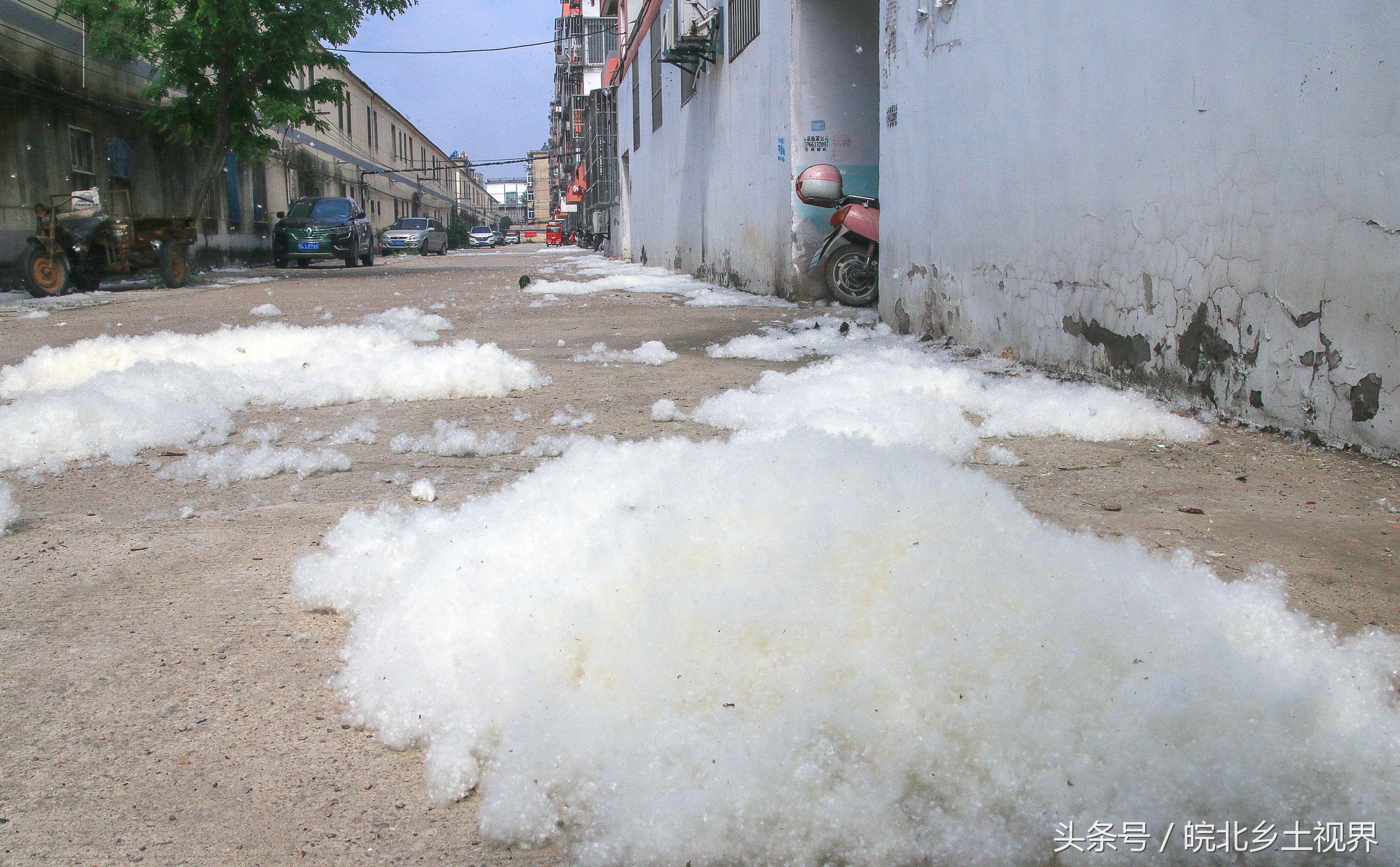 安徽淮北农村今日受杨棉侵袭,大地如飘雪,河面