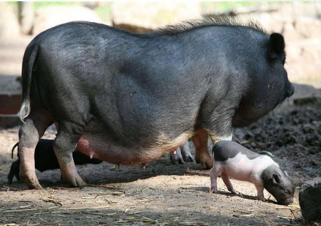 为什么农村养猪的家庭越来越少了?好几个屠户