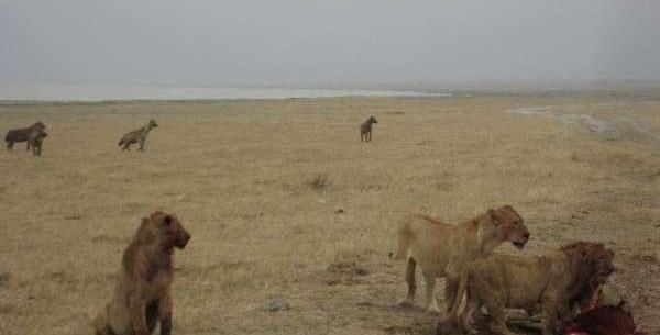 20多只鬣狗围攻三头公狮争抢食物,结局让人意