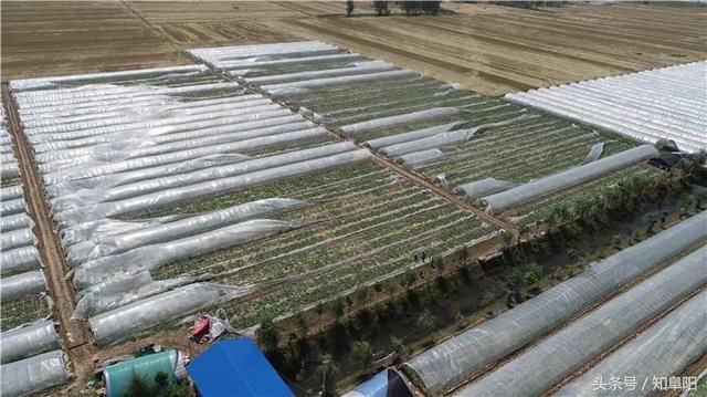 界首种瓜大户返乡创业助力扶贫遭遇滞销难