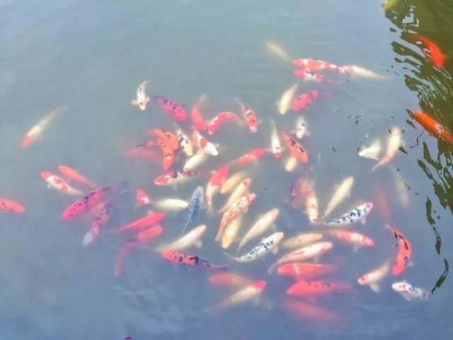 青白江凤凰湖的樱花终于开了，门票免费，再也不用去日本看樱花啦