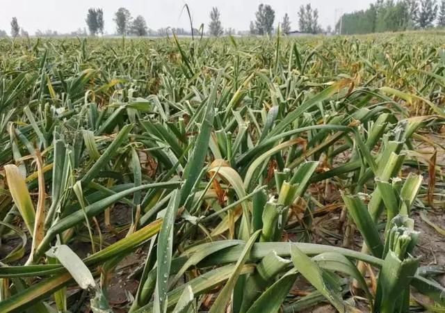 大蒜价跌的心疼，又遭连续阴雨天气！谁来帮帮中牟蒜农？