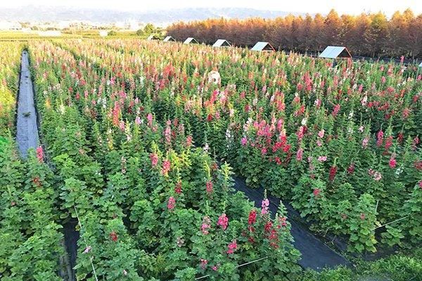 情侣打卡放闪必收 全台五大浪漫景点