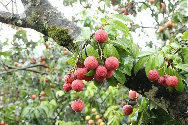 玉林首次引种的荔枝新品，今年将上市