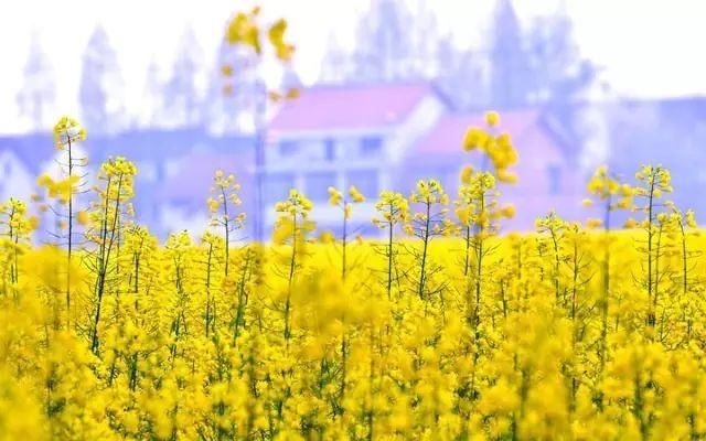 美翻！橘子洲头的梅花怒放 沦陷花海的你 拍照记得这样做……