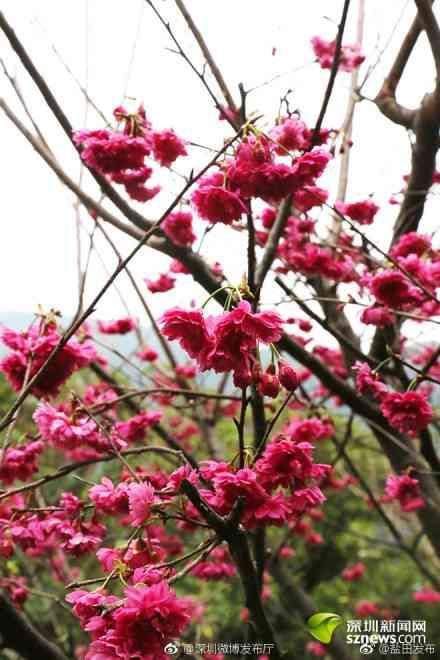 盐田区各种时花陆续进入盛花期 赏花踏春游玩正当时