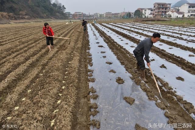 未来10年农民还种地吗？