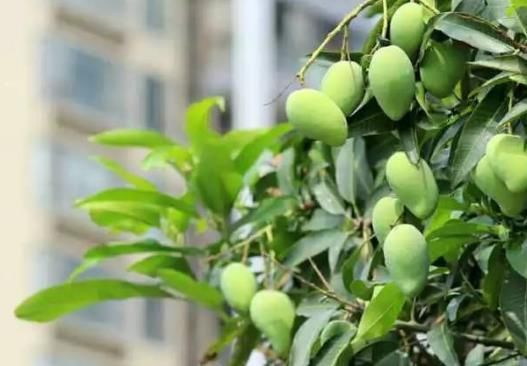 在珠海旅游时发现路边很多芒果树,可以摘下来