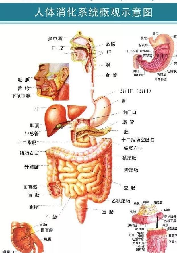 五脏、六腑这么解释,你就知道中医高明在哪里