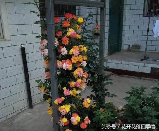 这种花一开就是10个月,花色漂亮又好养,实为春季盆栽最佳选择!