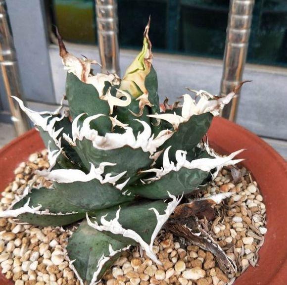 关于新房子的甲醛