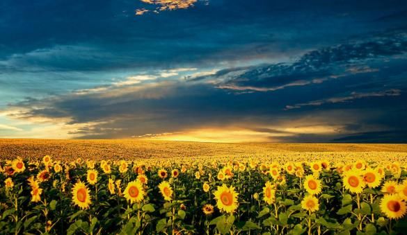 加拿大上大学费用