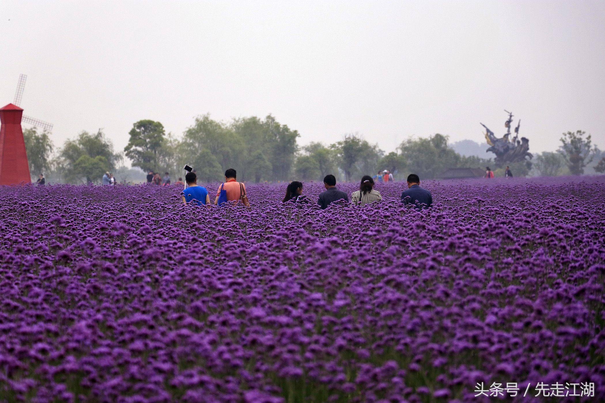 200余亩鲜花汇聚紫色海洋，安徽这个地方不容错过