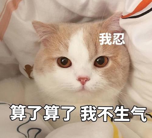 傲娇表情不好:生气了,哄表情的那种怎样qq把经典包猫咪图片