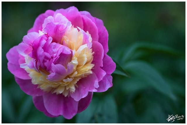 “五一”赏花有“对象”:牡丹的姐妹花进入最佳观赏期