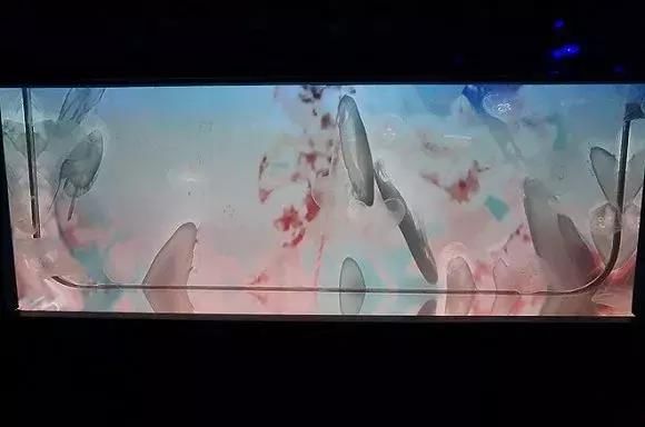 瓦努阿图：潜入水底邮筒便能投递出全世界独一无二的水下明信片