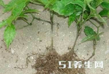 农村都非常少见的“土老鼠”城里人都在找 见过的大概暴露年纪了