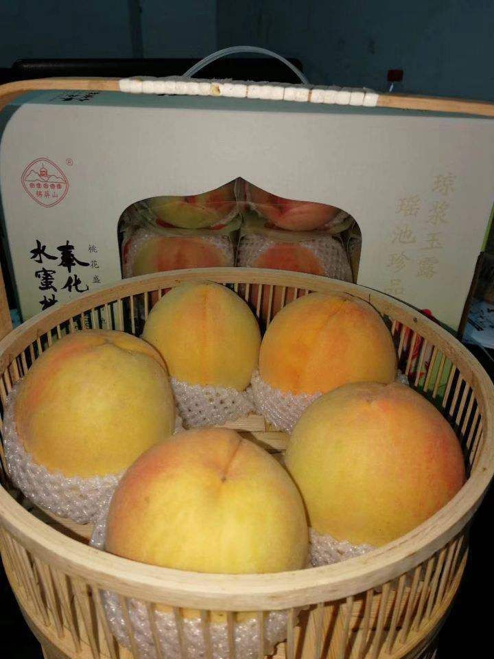 凌晨两点开始采摘收购!每天超20万公斤奉化水