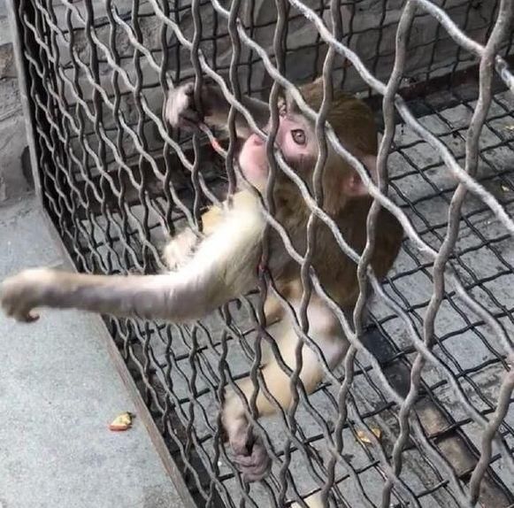 动物园偶遇一只猴子偷东西,结果被发现之后,网