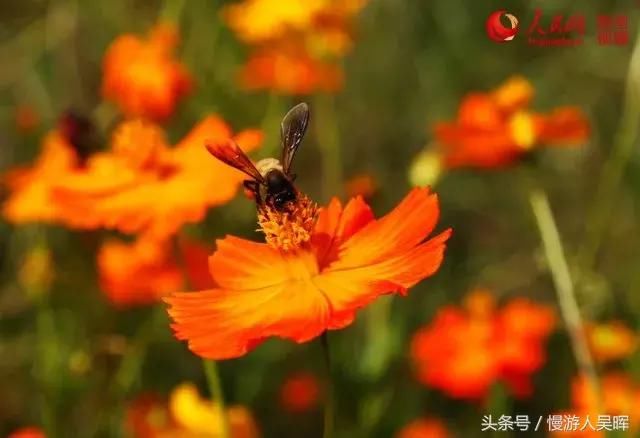 阳春三月，海南赏花好去处，是不是特别心动？