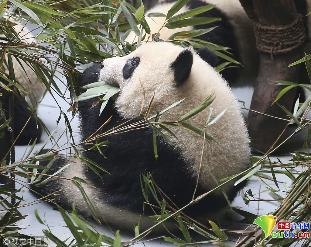 成都大熊猫繁育研究基地回应螨虫眼事件:镜检