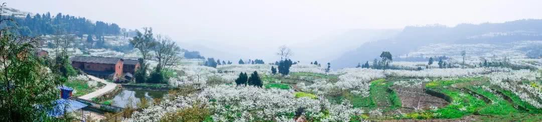千亩李花竞相怒放，美得不像话！