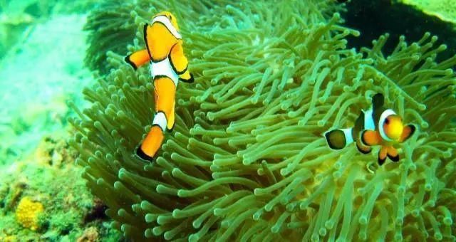 扩散!泰国已封&即将要封的海岛火速了解一下!