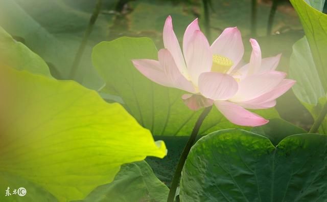 双色球133期心水预测 今晚6+1就在10个号码中