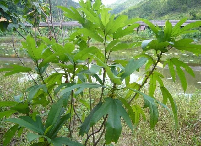 家门口这种植物认识吗?用来煲鸡汤最好喝