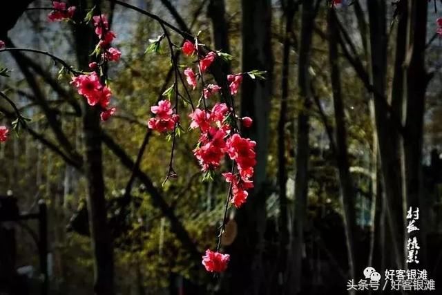 银滩业主摄影作品欣赏《春花灿烂 花香醉人 》