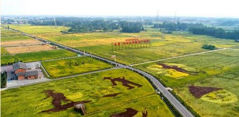 夯实乡村振兴基础 眉山成四川代表