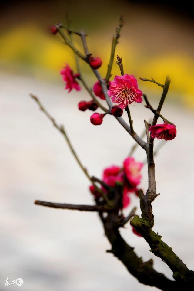 经典诗词 咏梅花