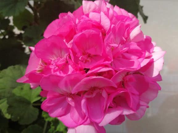 在使用银行存款单作为质押贷款后,如何在银行