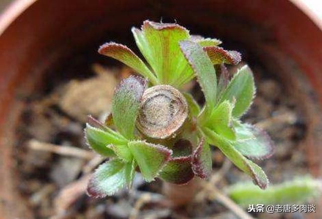 砍头的多肉植物为什么更便宜?