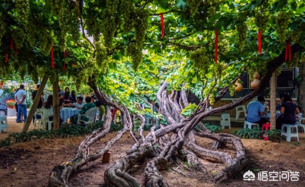 农村庭院里种上这几种树，寓意好又漂亮，还能够吃果子