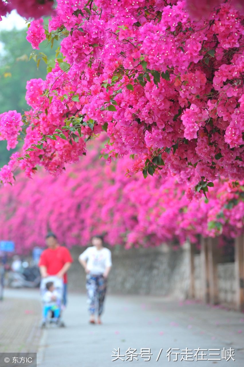 三角梅花开成瀑，花团似锦姹紫嫣红