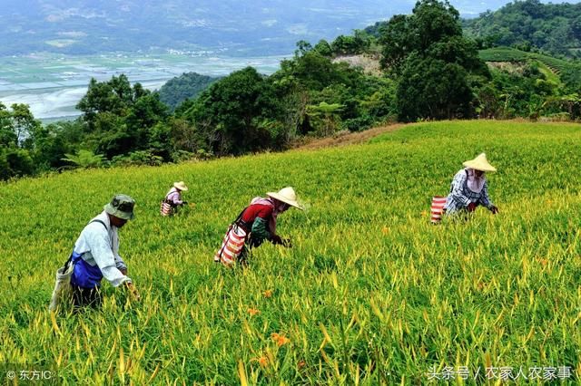 2018年粮食补贴“三补三不补”你知道吗？